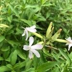 Saponaria officinalisFlower