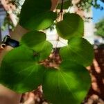 Cercidiphyllum japonicum 葉