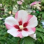 Hibiscus syriacusFlor