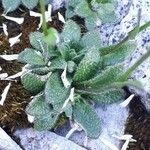 Arabis bellidifolia List