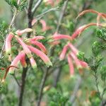 Erica discolor Flor