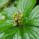 Cornus canadensis Froito