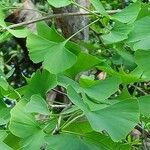 Ginkgo biloba Leaf
