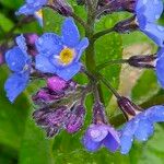 Myosotis sylvatica 花