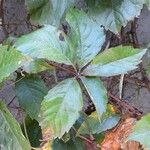 Parthenocissus inserta 葉