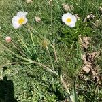 Ranunculus amplexicaulis Hoja