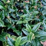 Sarcococca ruscifolia Blad