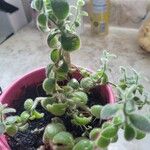 Crassula expansa ഇല