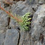 Saxifraga longifolia Leaf