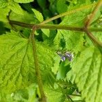 Scutellaria altissima പുറംതൊലി