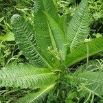 Dipsacus sativus Агульны выгляд