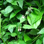 Stachys aculeolata Hábito