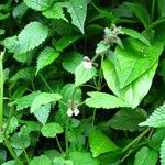 Stachys aculeolata Habit