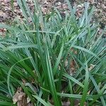 Carex muricata List
