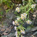 Symphyotrichum ontarionis Flower