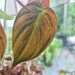 Philodendron melanochrysum Blad