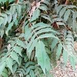 Berberis japonica Leaf