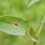 Convolvulus arvensis Leaf