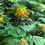 Lonicera ciliosa Flower