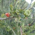Turraea mombassana Άλλα