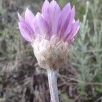 Xeranthemum annuum Flower