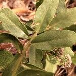 Sedum telephium Leaf
