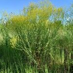 Isatis tinctoria Habit