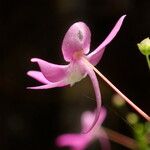 Impatiens kamerunensis Flower