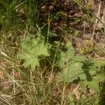 Alchemilla acutiloba Folio