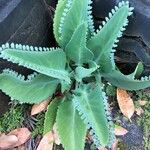 Kalanchoe ceratophylla Blatt