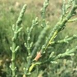 Salicornia perennis Blatt