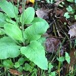 Primula verisBlatt