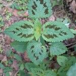 Coleus bojeri Leaf