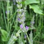 Lavandula angustifoliaFlor