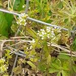 Valeriana locusta Vekstform