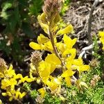 Adenocarpus foliolosus Flor