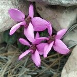 Cyclamen purpurascens 花