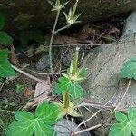 Geranium thunbergii Frukto