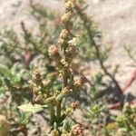 Oxybasis chenopodioides Flower