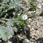 Phacelia affinis موطن