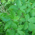 Rubus pericrispatus Outro