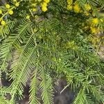 Acacia decurrens Deilen