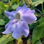 Thunbergia grandiflora फूल