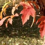 Acer griseum ഇല