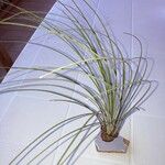 Tillandsia juncea 整株植物