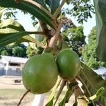 Anthocleista schweinfurthii Fruit