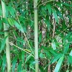 Phyllostachys aureosulcata Φλοιός