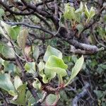 Limonium sventenii Leaf