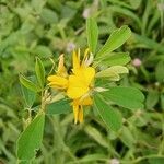 Crotalaria medicaginea Floro