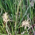 Carex humilis 葉